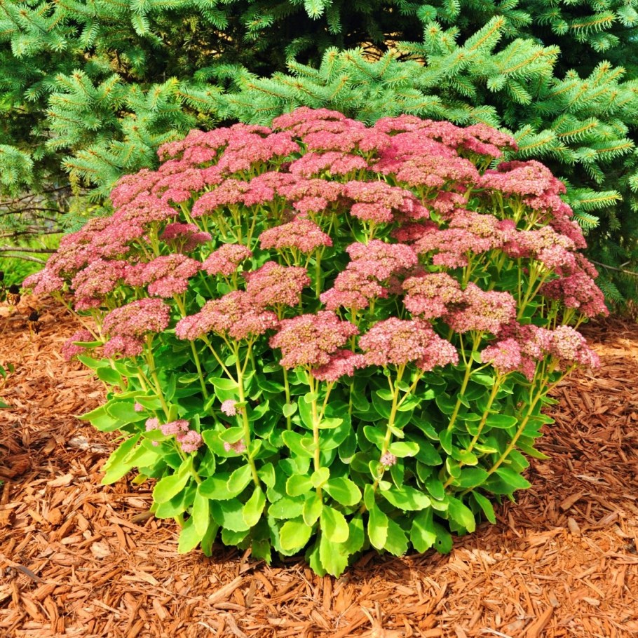 Очиток Видный (Sedum spectabile)
