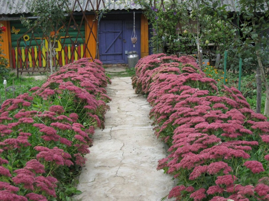 Георгины бордюрные почвопокровные