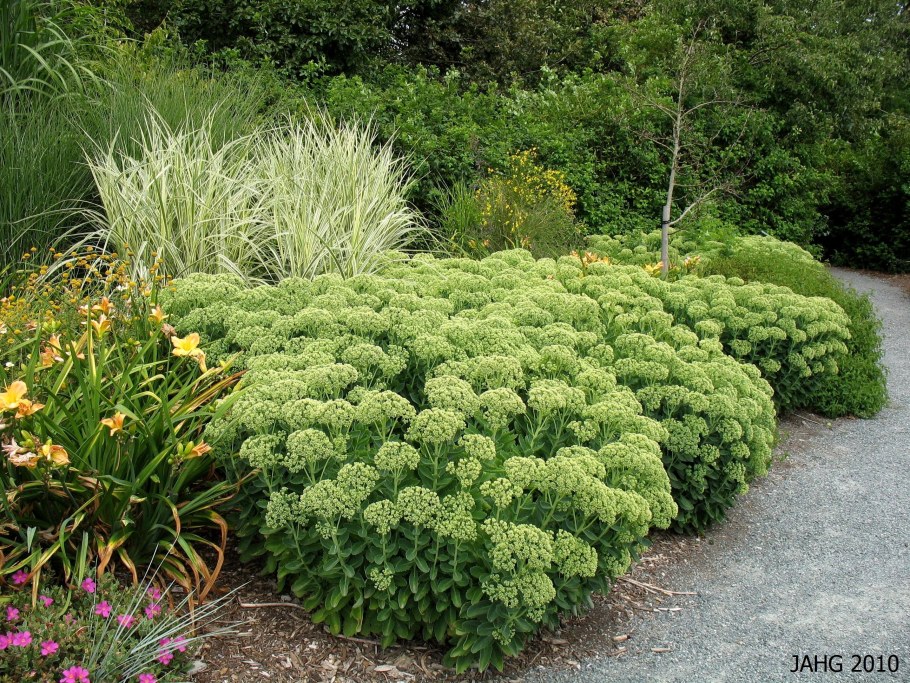 Седум (Очиток Видный) 'Карл'