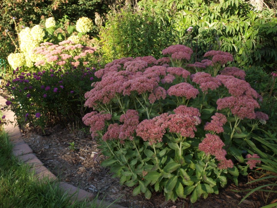 Очиток Видный Отем Джой