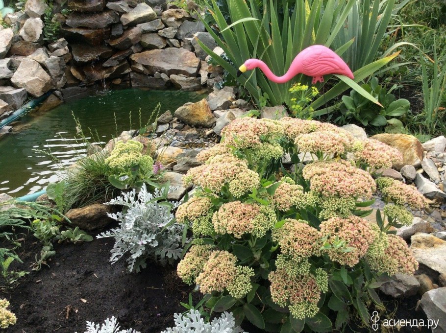 Бадан и Очиток в клумбе