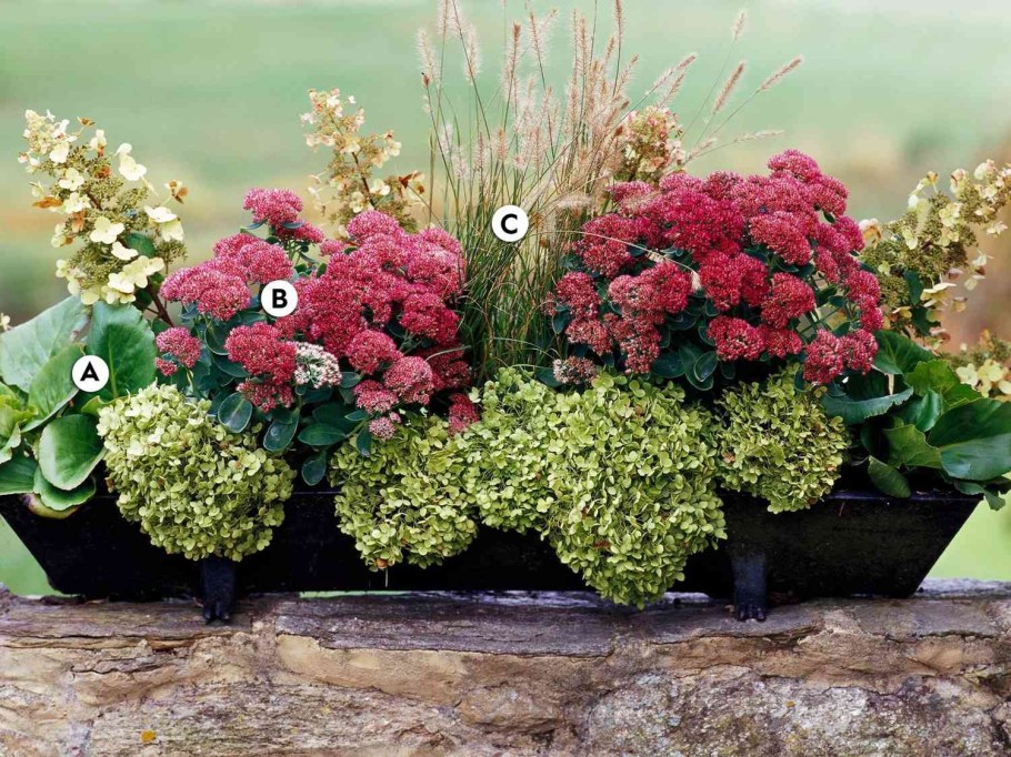 Седум и гортензия