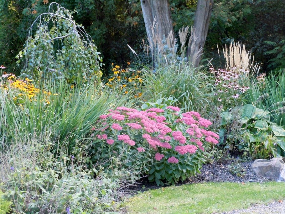 Очиток Видный компаньоны