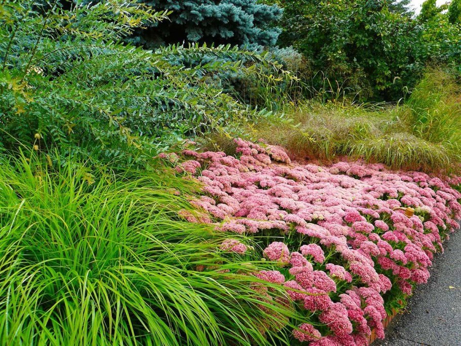 Очиток Видный Вейник