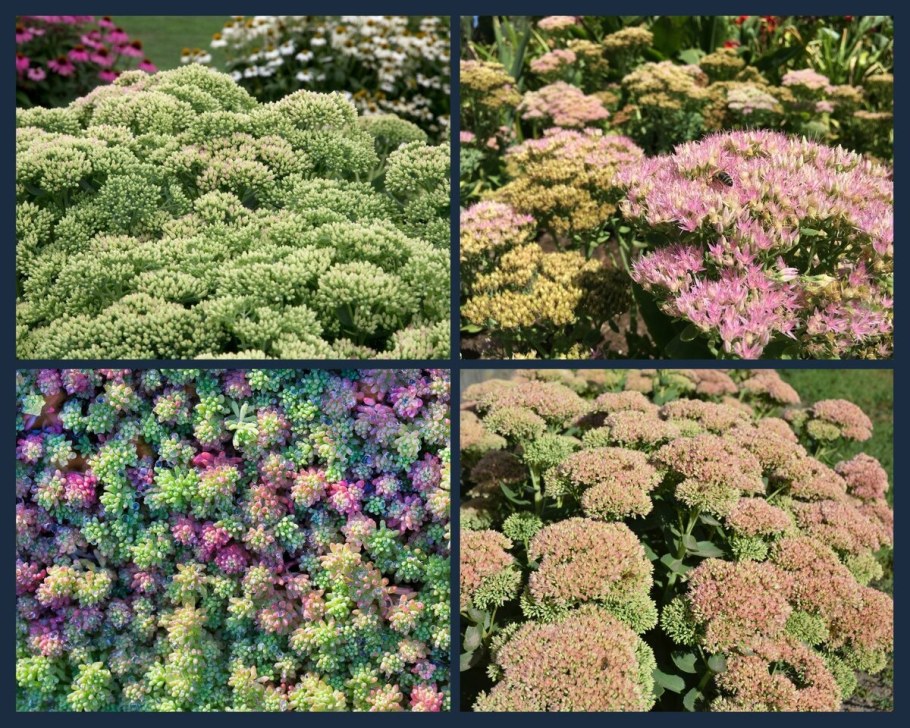 Очиток Абендрот