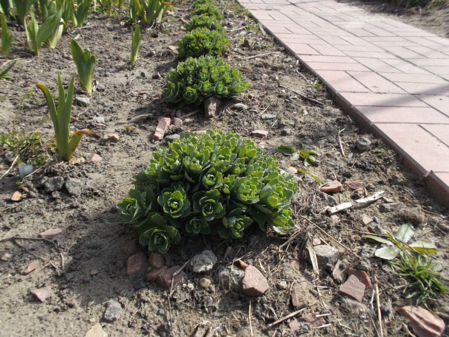 Очиток Видный Весна