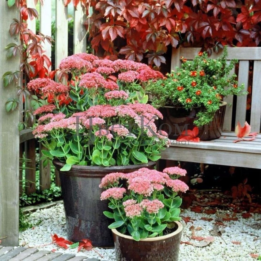 Седум Herbstfreude