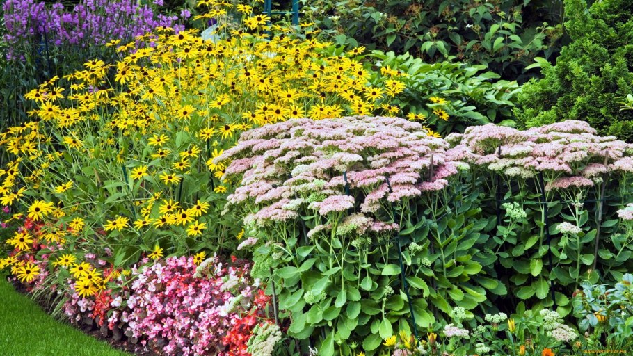 Очиток Видный в миксбордере