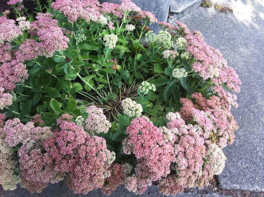 Седум Мерида