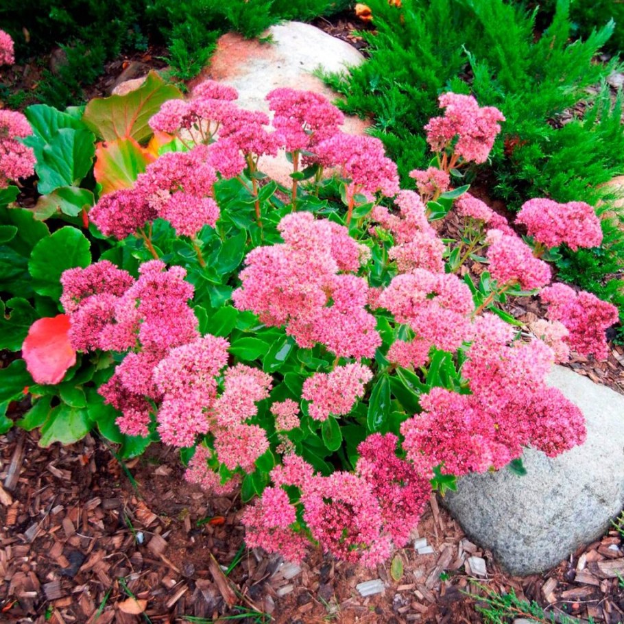 Очиток Видный цветок