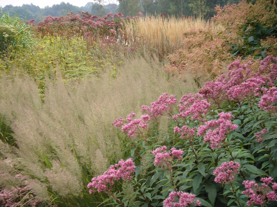 Посконник пурпурный и Вейник