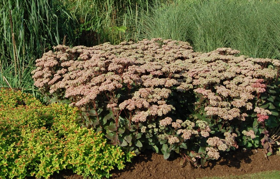 Очиток Видный Матрона