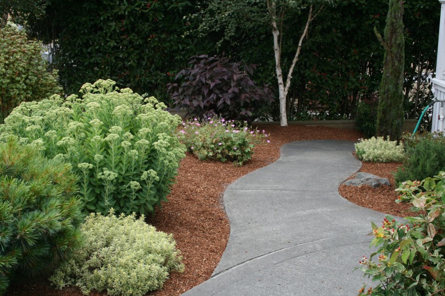 Седум Видный бордюр