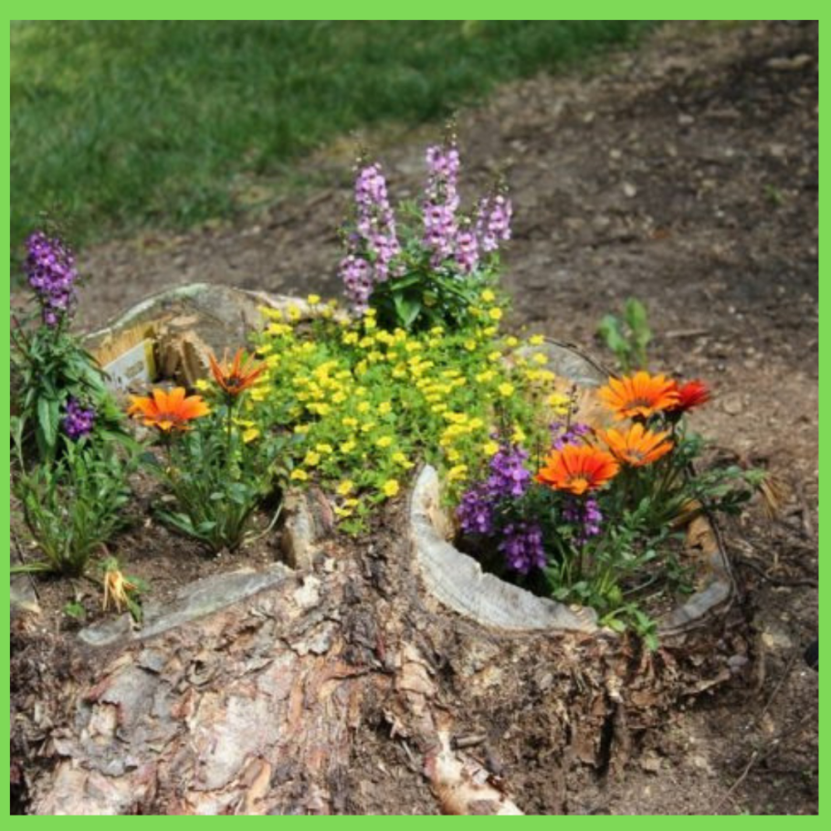 Рутарий туя