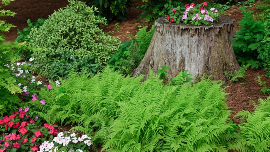 Рутарий туя