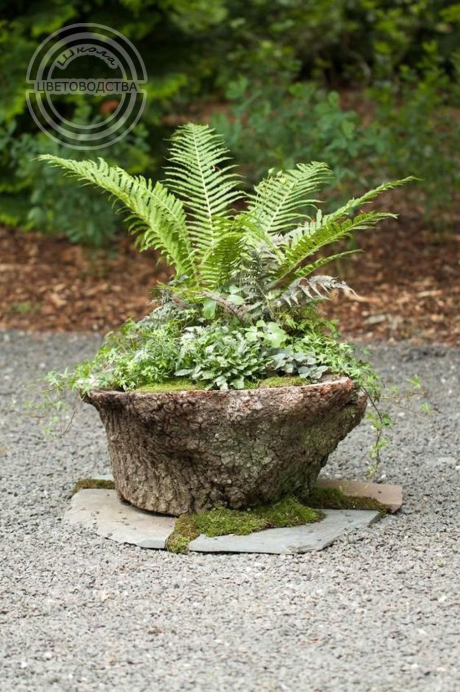 Композиции с папоротником в саду