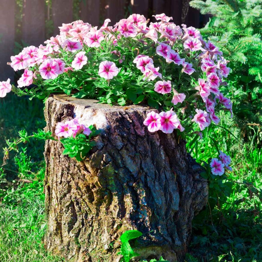 Рутарий цветник в саду