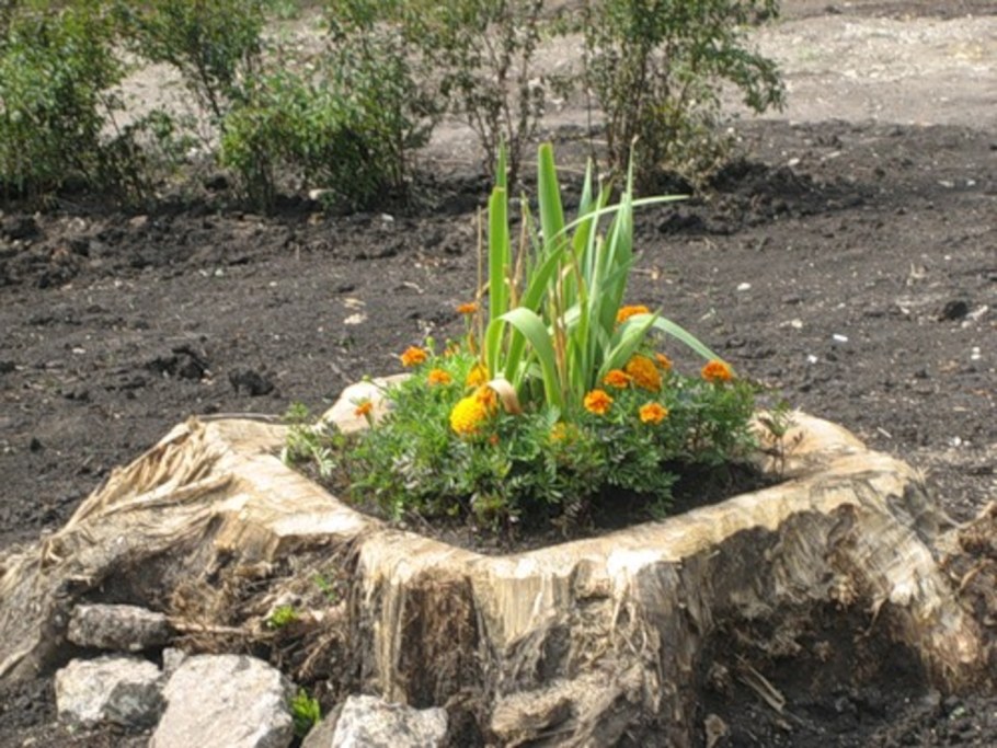 Клумба в пеньке