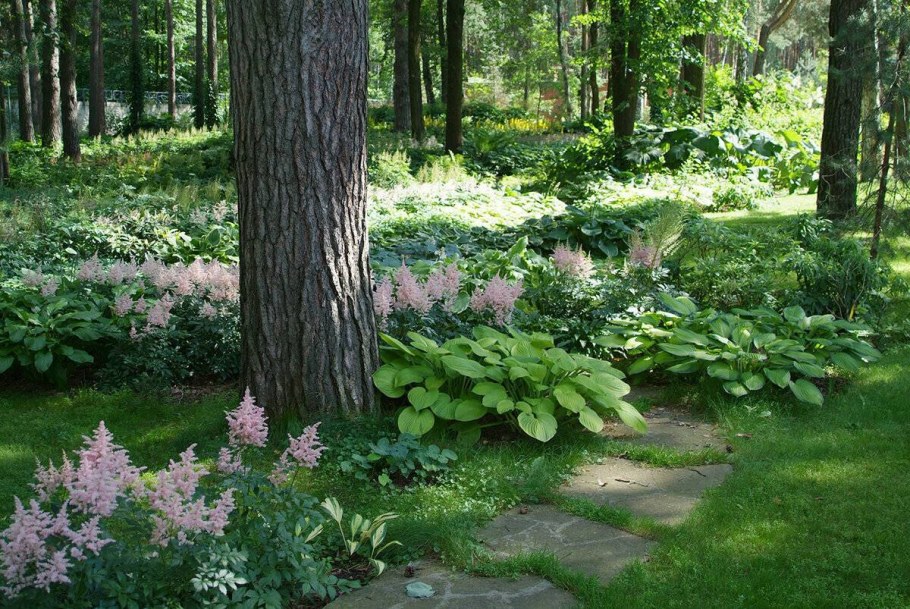 Астильба Хоста миксбордер