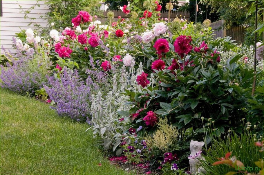 Флоксы в миксбордере