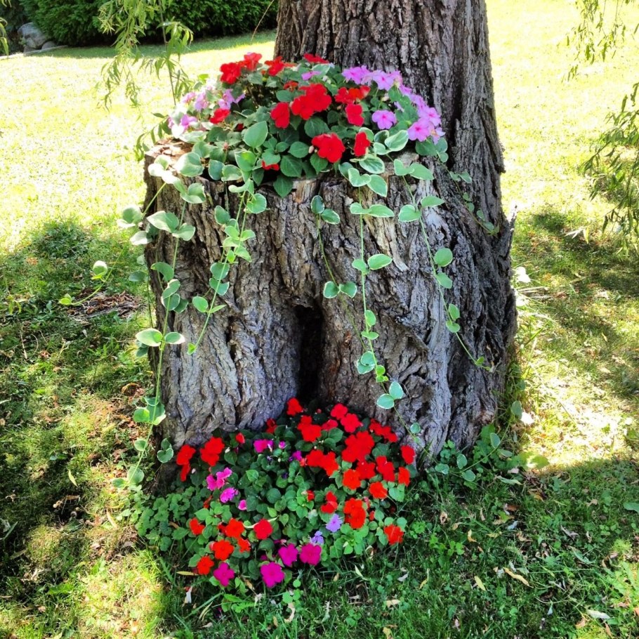 Клумба в пне