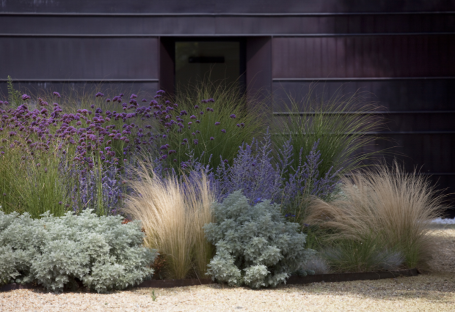 Овсяница сизая лазурит