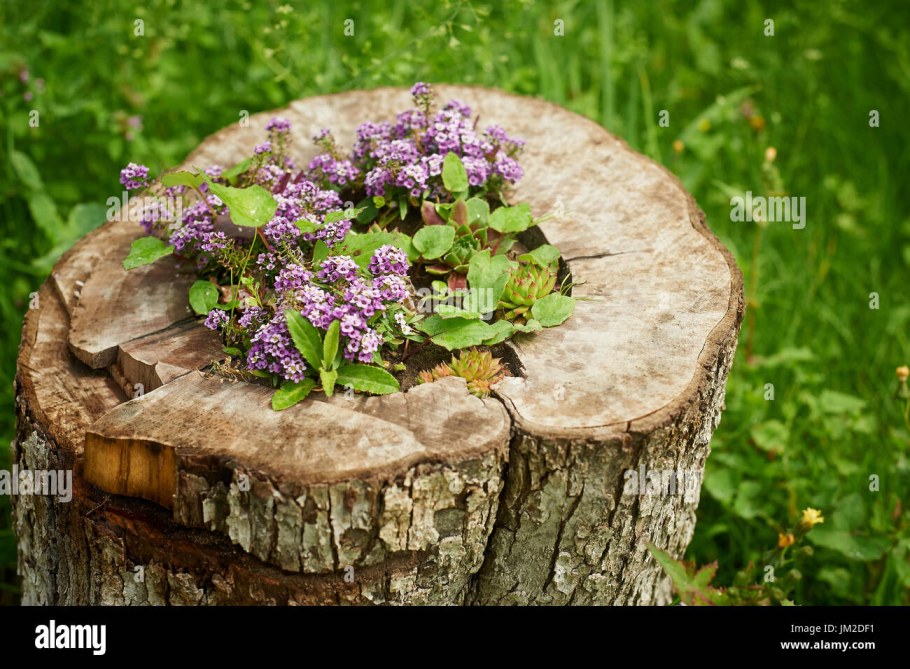 Цветы в пнях на даче