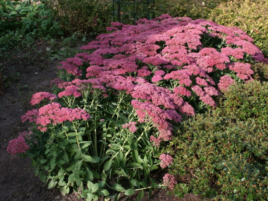 Очиток Herbstfreude