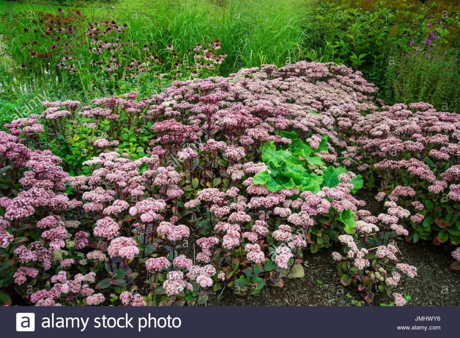 Седум Видный Матрона