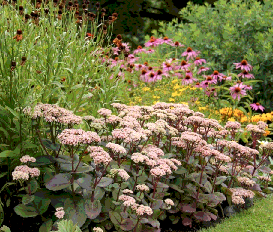 Очиток Видный Matrona