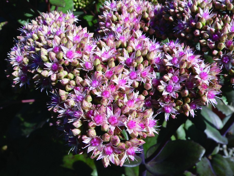 Седум Видный Матрона