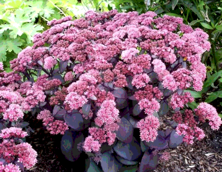 Очиток Видный Ксенокс