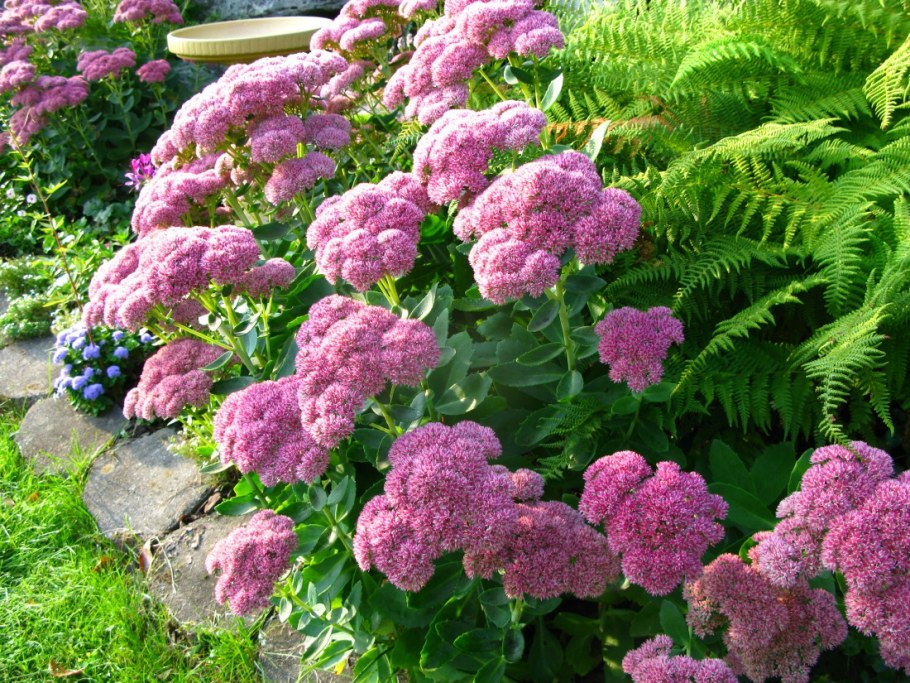 Очиток Видный Кармен