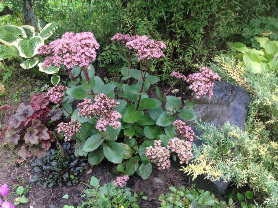 Седум (Очиток) 'Матрона'