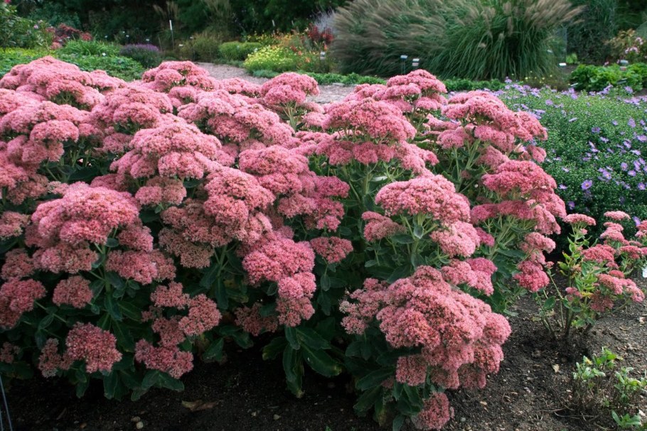 Очиток Видный (Sedum spectabile &#96;Brilliant&#96;)