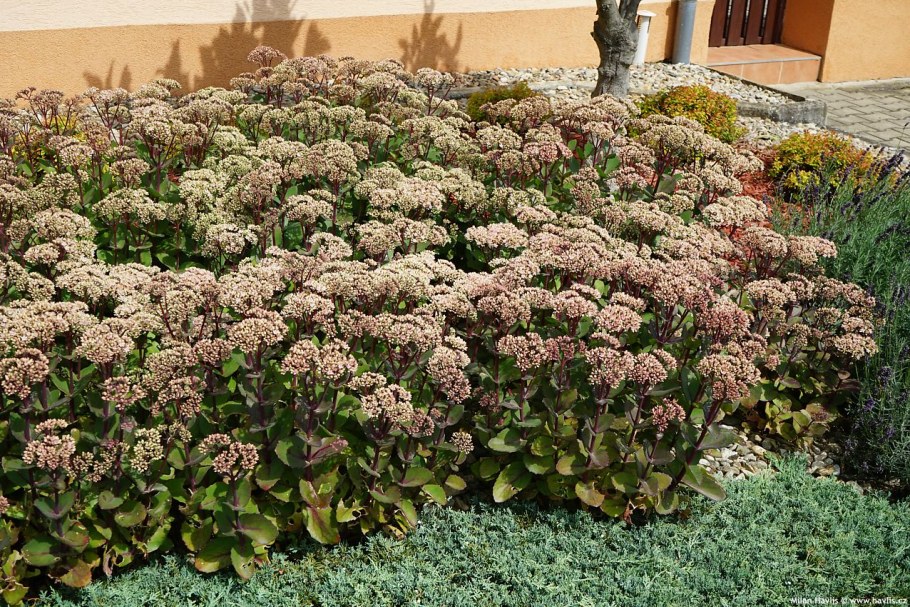 Очиток гибридный Матрона