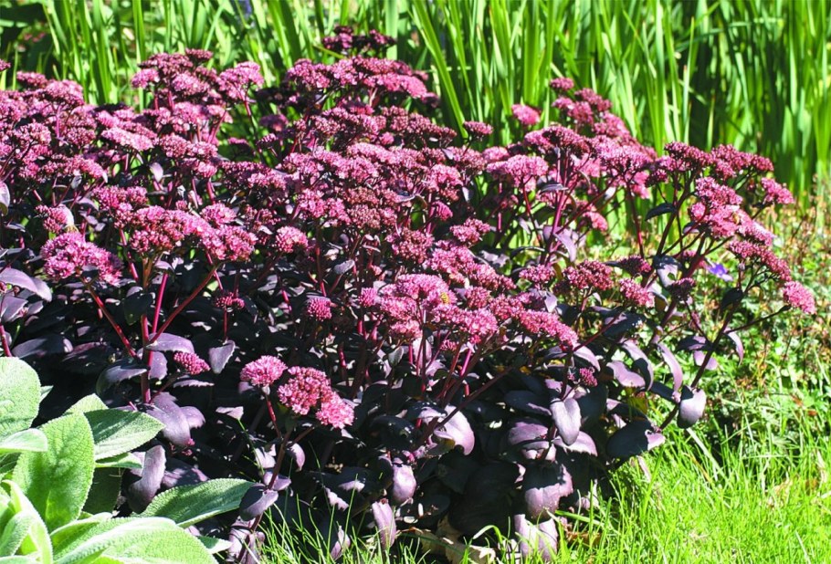 Очиток телефиум (Sedum telephium &#96;Munstead Dark Red&#96;)