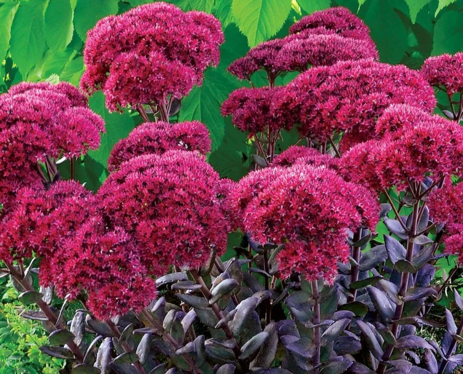 Очиток Фрост фаер