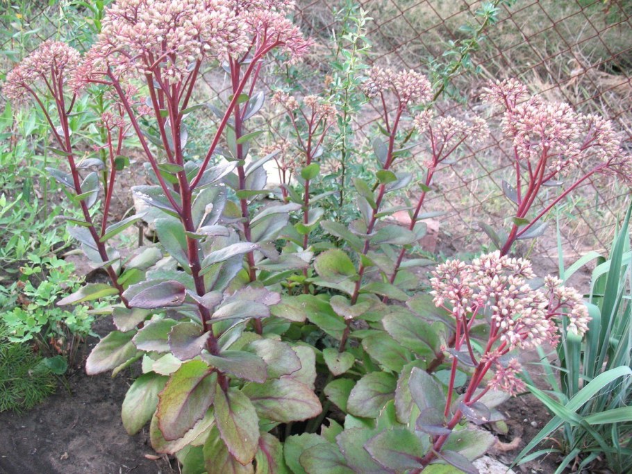 Очиток гибридный Матрона