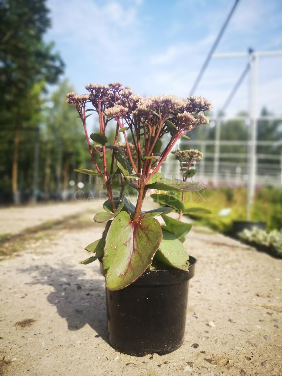 Седум оранж Ксенокс