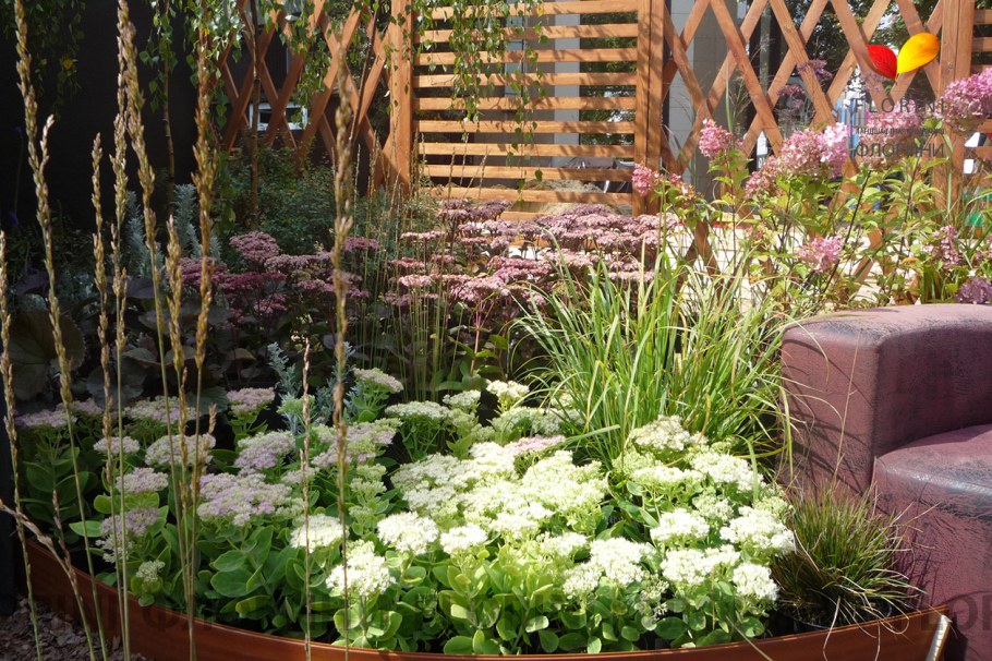 Седум Матрона