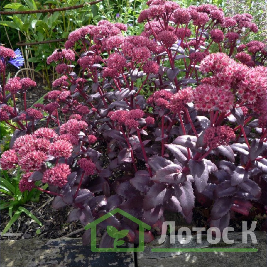 Очиток Пурпл Эмперор