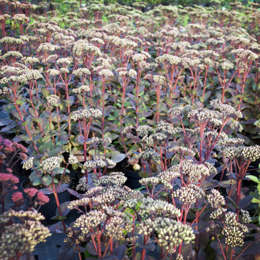 Очиток гибридный Матрона