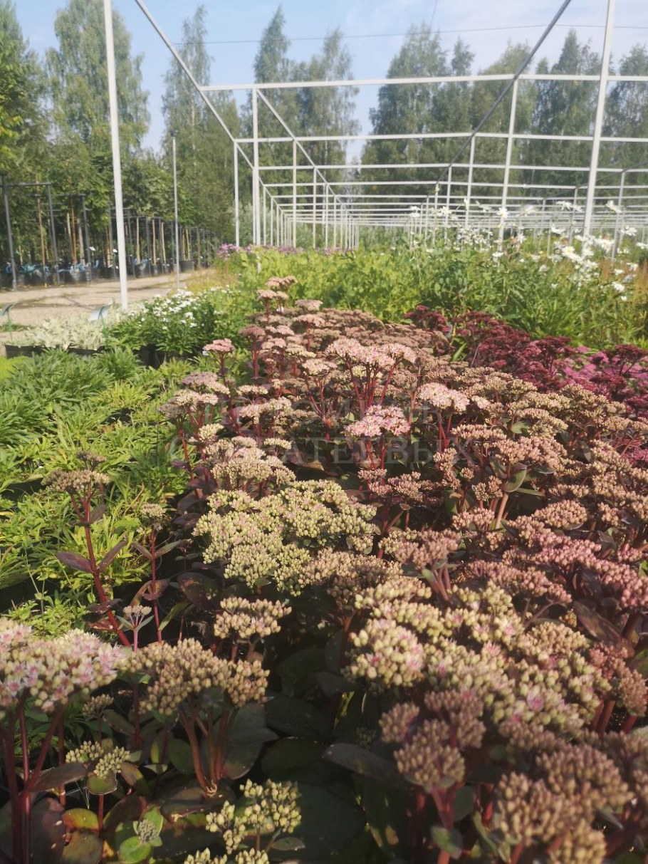 Очиток Манстед дарк ред