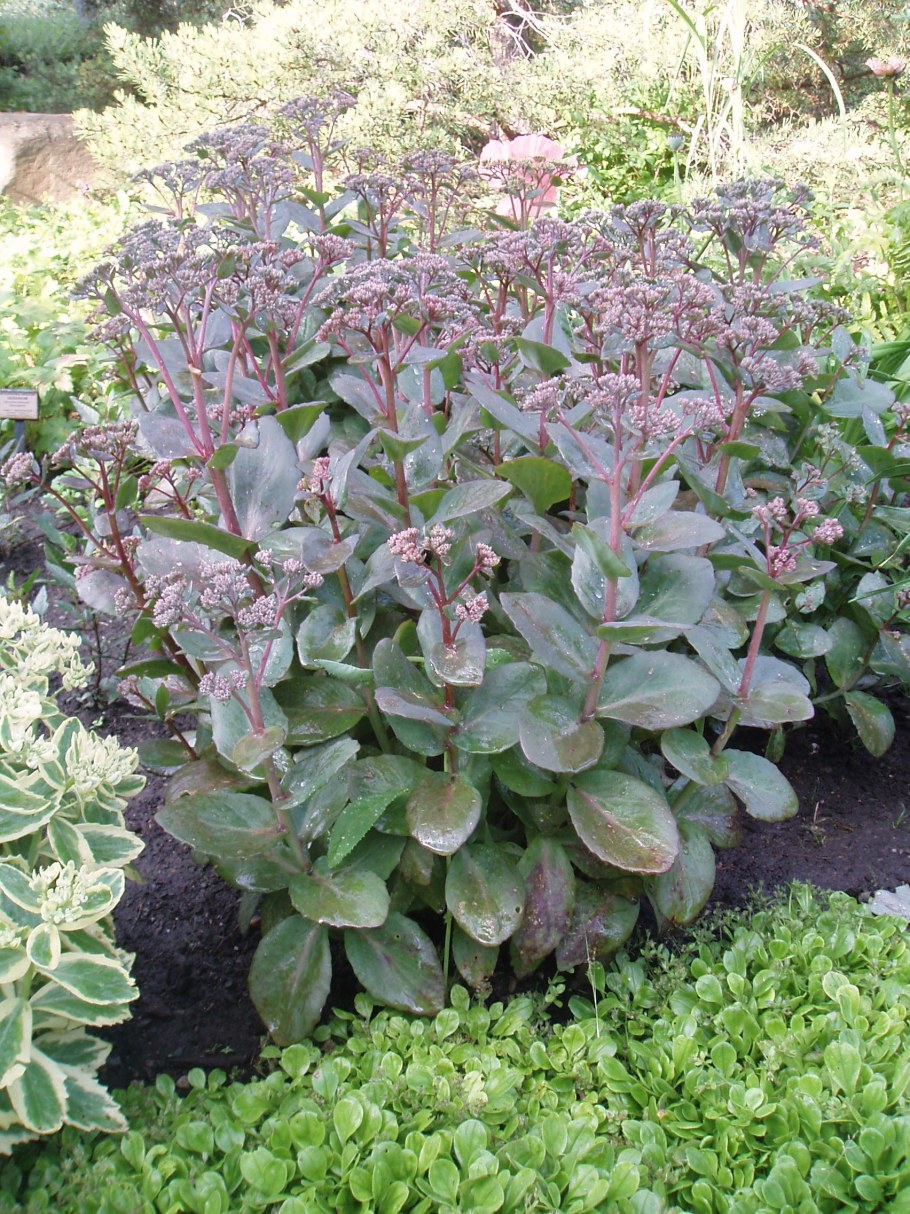 Очиток Видный Matrona