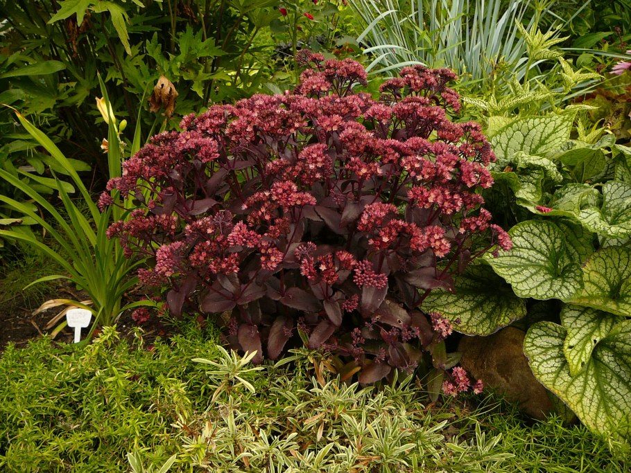 Очиток Видный (Sedum spectabile &#96;Brilliant&#96;)