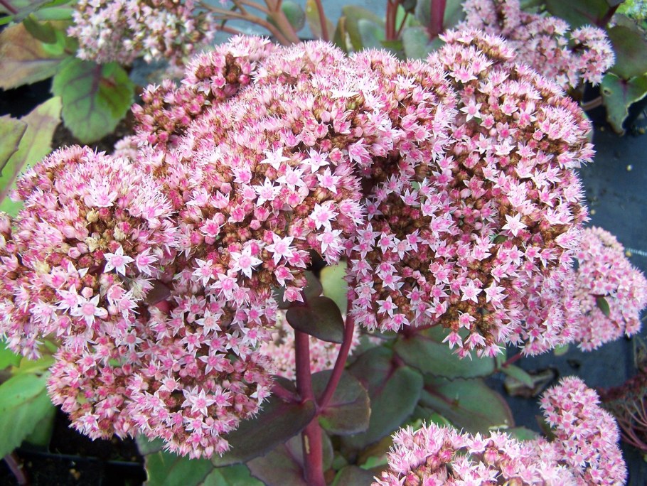 Очиток гибридный Матрона