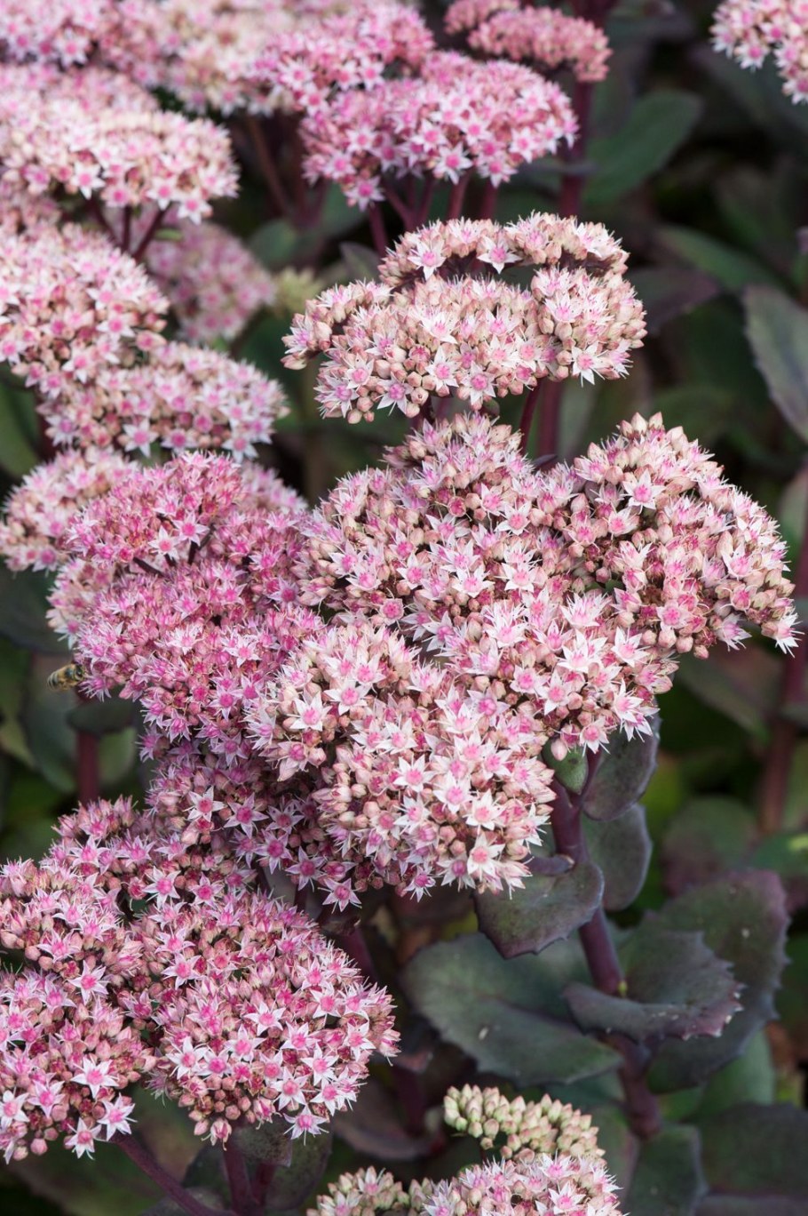 Седум (Очиток) 'Матрона'