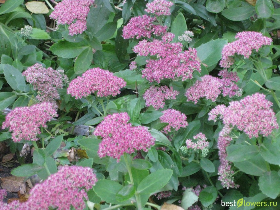 Седум Видный Матрона