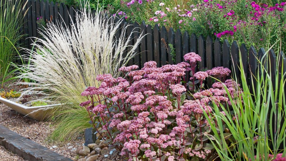 Седум Видный Матрона